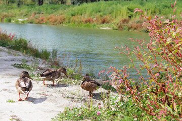 wild ducks on the sand among meadow flowers and grass on the shore of a beautiful green lake