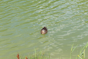 wild ducks on green water in the lake