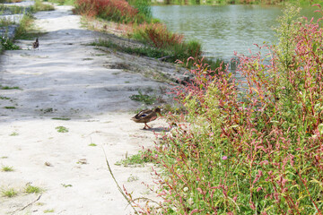 wild ducks on green water in the lake
