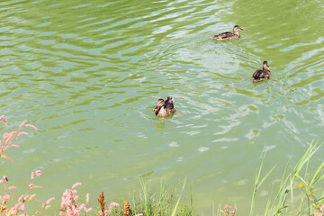 wild ducks on green water in the lake