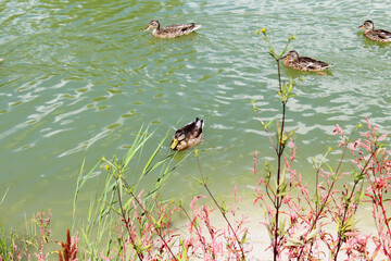 wild ducks on green water in the lake