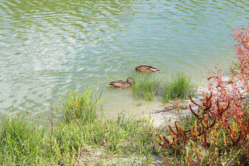 wild ducks on green water in the lake