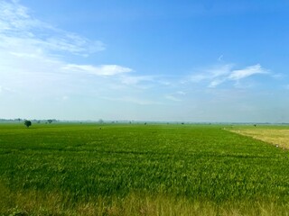 Beautiful view of large green rice padi fields and beautiful clusters of clouds with a bright blue sky in Yogyakarta Indonesia