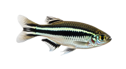 Close up of a dwarf pencilfish showcasing its distinctive stripes and coloration