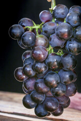 Fresh Black Grapes Cluster with Water Drops Summer Harvest Fruit on Wood