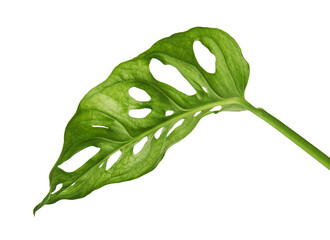 Monstera obliqua leaves, Tropical foliage isolated on white background, with clipping path © DEWINs