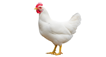 Beautiful white leghorn chicken standing against a black studio background view