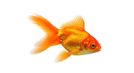 Beautiful orange goldfish swimming gracefully in a dark aquarium background shot