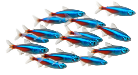 School of neon tetra fish swimming together in an aquarium against