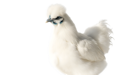 Elegant white Silkie chicken with fluffy plumage poses against a