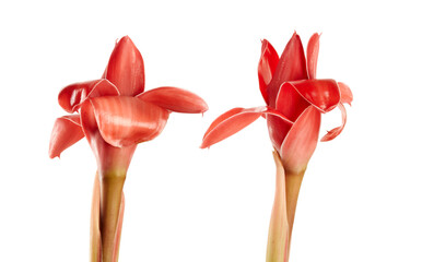 Etlingera elatior, Red torch ginger flower isolated on white background, with clipping path