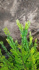 Top view of Phyllanthus myrtifolius shrub with dense green foliage on old concrete floor
