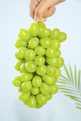 Fresh Green Grapes Bunch in Hand with Palm Leaf on White Background - Healthy Fruit Concept