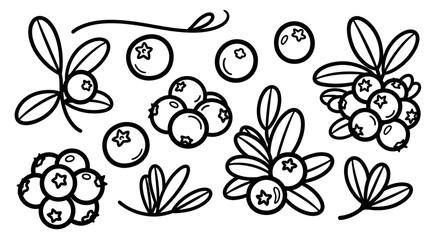 Outline drawing of fresh blueberries with leaves and branches on isolated white background for coloring book