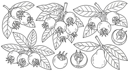 Outline drawing of fresh medlar fruits on branches with leaves on isolated white background for coloring book