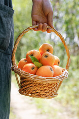 Fresh Loquat Fruits in Basket from Miyi Panzhihua Alpine Region China Display