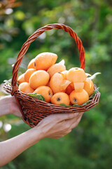 Fresh Alpine Loquat Fruits in Wicker Basket - Miyi Panzhihua Organic Harvest
