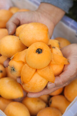 Fresh Loquat Fruits from Miyi Panzhihua China - Golden Orange Alpine Grown Produce in Hands