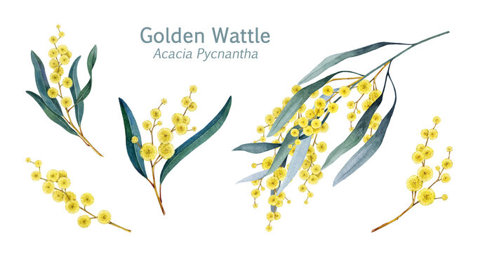 Golden wattle flowers, blooming branch decor elements watercolor illustration set. Acacia pycnantha Golden wattle Australia native plant decoration floral elements on white background