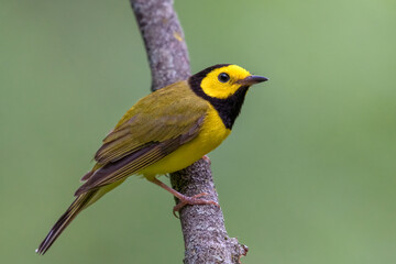 Hooded Warbler