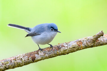 Blue-gray Gnatcatcher