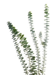 Eucalyptus pulverulenta, Florist Silver Dollar, Baby blue Eucalyptus branches isolated on white background, with clipping path	
