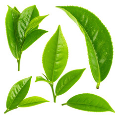 Verdant Tea Leaves Isolated On White Background: A collection of vibrant, freshly picked tea leaves, showcasing their lush texture and natural beauty, perfect for conveying freshness. 