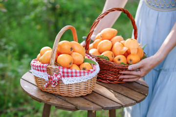 Fresh Alpine Loquats from Sichuan Panzhihua in Traditional Wicker Baskets - Organic Fruit Harvest