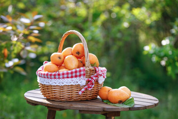 Fresh Loquat Fruits in Wicker Basket from Miyi County Panzhihua Sichuan China Alpine Harvest
