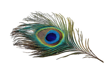 Fototapeta premium Peacock feather, vibrant colors, intricate detail
