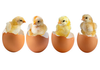 Collection Eggshell membrane-born serum,1 chick isolated on transparent or white background © Hanoi .s
