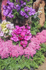 Obraz premium Multicolored orchids flower and pink chrysanthemum blooming with green fern colorful garden background