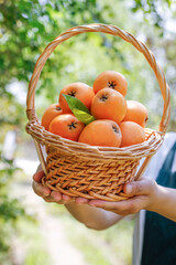 Sichuan Panzhihua Loquat Fruit Harvest Showcase - Fresh Organic Produce in Wicker Basket