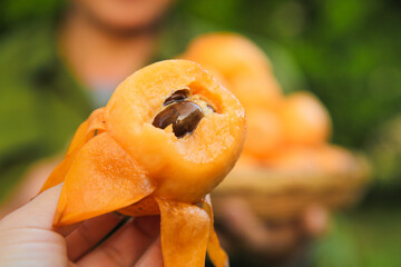 Fresh Loquat Fruit Cut in Half Showing Seed - Yunnan China Alpine Organic Produce