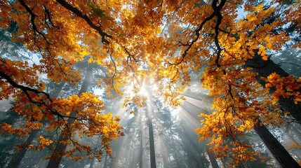 Autumn Forest Sunlight