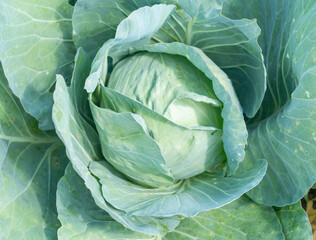 close up on fresh cabbage growing in the farm field