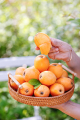 Fresh Loquat Fruit Harvest - Hand Picking Ripe Orange Fruits in Wicker Basket from Garden Tree