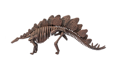 Fossil skeleton of Dinosaur Stegosaurus isolated on white background.