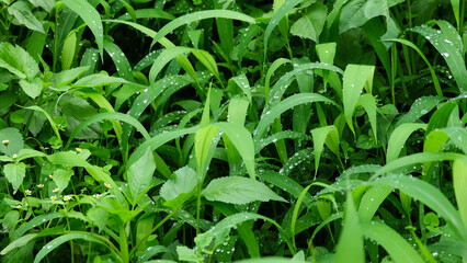 Background pattern and texture of green grass wet with dew drops. Ecology and environment concept. For graphic design, 3D rendering or banner background