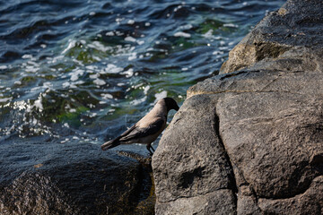 Crow on a rock near to the sea