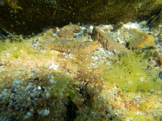 Algae, stones, seashells and sand underwater