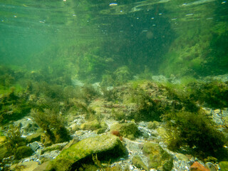 Algae, stones, seashells and sand underwater