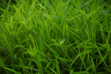 Close-up Green Grass Blades Texture Field