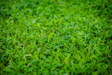 Fresh Green Grass Field Water Drops
