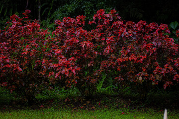 Vibrant Red Plants Green Tropical Jungle