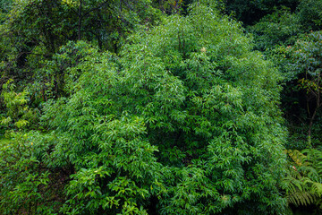 Lush Green Tropical Tree Foliage Forest