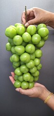 Green Shine Muscat grapes held by  female hands a gray background, perfect for showcasing vitamin-rich healthy food