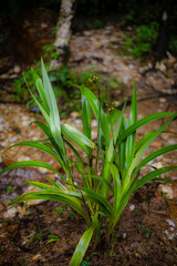 Obraz premium Green Tropical Plant Ground Level View