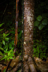 Gnarly Tree Trunk Rough Bark Texture