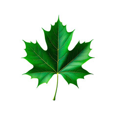 botanical illustration of a single leaf